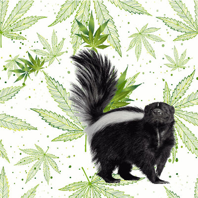 Why Does Cannabis Smell Like Skunk?